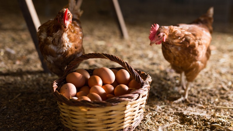 Two laying hens besides basket of eggs